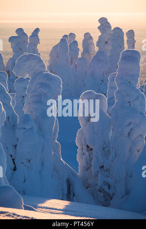 Alberi congelati, Riisitunturi National Park, Posio, Lapponia, Finlandia Foto Stock