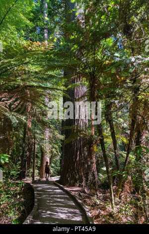 Donna che cammina su un sentiero attraverso la Redwoods, Whakarewarewa foresta, Rotorua, Baia di Planty regione, Isola del nord, Nuova Zelanda, Foto Stock