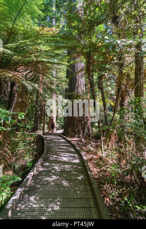 Donna che cammina su un sentiero attraverso la Redwoods, Whakarewarewa foresta, Rotorua, Baia di Planty regione, Isola del nord, Nuova Zelanda, Foto Stock