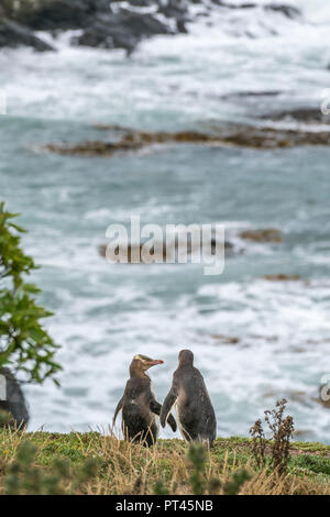 Paio di giallo eyed pinguini a punto Katiki in estate, Moeraki penisola, Waitaki district, regione di Otago, South Island, in Nuova Zelanda, Foto Stock