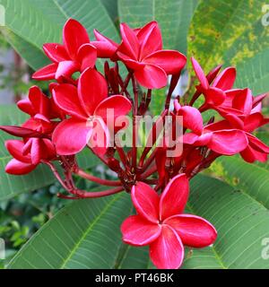 Magnifica e delicati fiori di colore rosso Foto Stock