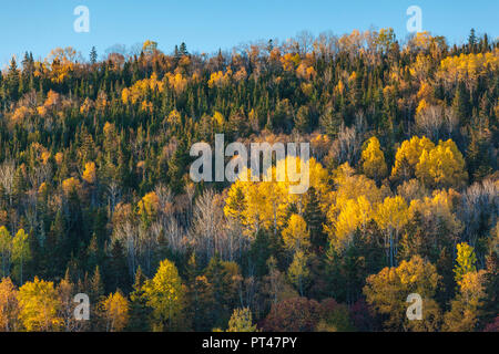 Canada Quebec, Gaspe Peninsula, Gaspe, autunno, alberi Foto Stock