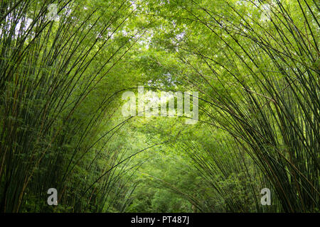 Verde foresta di bamboo sfondo Foto Stock