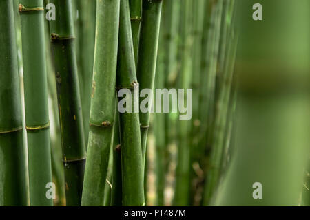 Verde foresta di bamboo sfondo Foto Stock