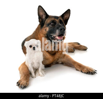 Pastore Tedesco e chihuahua davanti a uno sfondo bianco Foto Stock