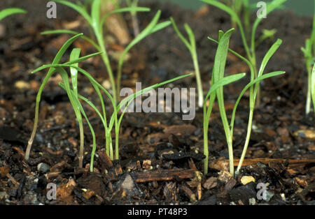 PIANTINE DI CAROTE "EARLY CHANTENAY" (DAUCUS CAROTA) CHE CRESCONO NEL PICCOLO ORTO, AUSTRALIA. Foto Stock