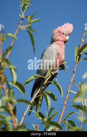 GALAH (EOLOPHUS ROSEICAPILLA) AUSTRALIA OCCIDENTALE. Foto Stock