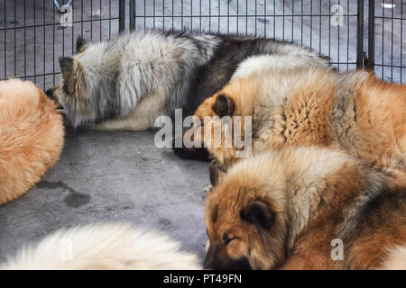 Amsterdam, Paesi Bassi, 10 agosto 2018: Big Dogs addormentato nel loro banco durante il World dog show di Amsterdam nei Paesi Bassi. Foto Stock