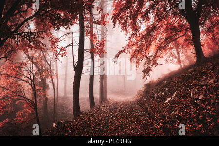 Buia e nebbiosa atmosfera nei boschi con alberi e i colori autunnali Foto Stock