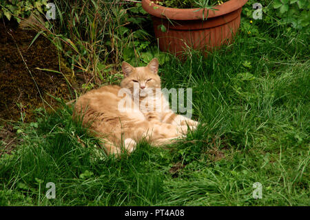 Lo zenzero tomcat in appoggio sul prato in Swiss Cottage Garden Foto Stock
