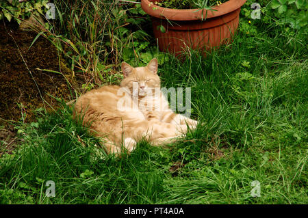 Lo zenzero tomcat in appoggio sul prato in Swiss Cottage Garden Foto Stock