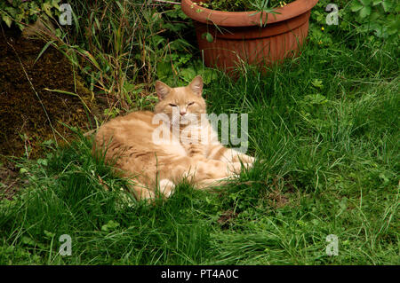 Lo zenzero tomcat in appoggio sul prato in Swiss Cottage Garden Foto Stock