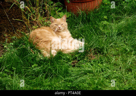 Lo zenzero tomcat in appoggio sul prato in Swiss Cottage Garden Foto Stock