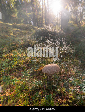 I funghi selvatici nella foresta di pini. Foto Stock