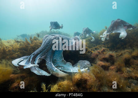 Australian maschio seppia gigante proteggendo la sua femmina e lei tenta di stabilire le proprie uova, durante l'accoppiamento annuale e la stagione di migrazione. Foto Stock