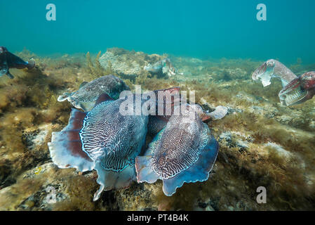 Australian maschio seppia gigante proteggendo la sua femmina e lei tenta di stabilire le proprie uova, durante l'accoppiamento annuale e la stagione di migrazione. Foto Stock