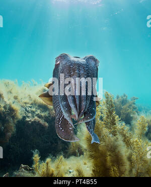 Australian seppia gigante durante l annuale di accoppiamento e di stagione di migrazione. Foto Stock