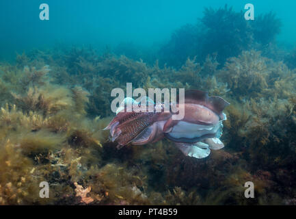 Australian seppia gigante coniugata durante l annuale di accoppiamento e di stagione di migrazione. Foto Stock