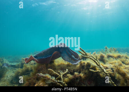 Australian seppia gigante durante l annuale di accoppiamento e di stagione di migrazione. Foto Stock