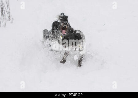 Snow dogs Foto Stock