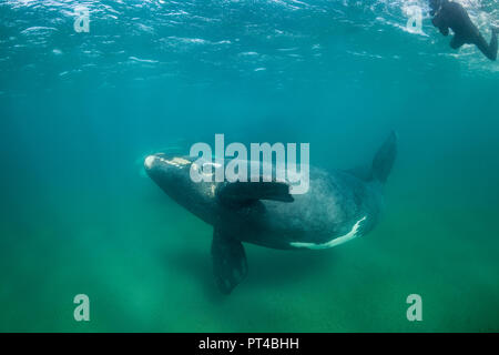 Balena Franca Australe e il suo vitello, Penisola di Valdes. Foto Stock