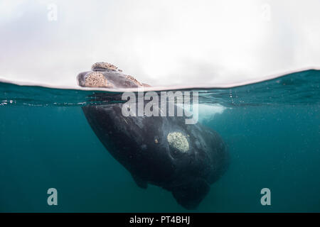 Southern Right whale in acque poco profonde, Penisola di Valdes. Foto Stock