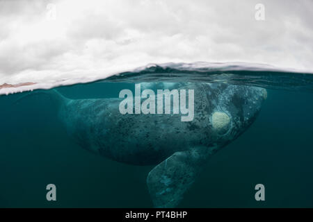 Grigio southern right whale capretti. Foto Stock