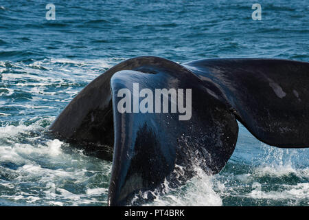 Southern Right whale tail fluke da vicino. Foto Stock