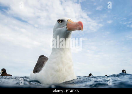 Albatross bruno nero, o mollymauk, Oceano Pacifico, Nuova Zelanda. Foto Stock