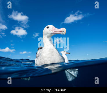 Albatross vagabondante, Oceano Pacifico, Nuova Zelanda Foto Stock