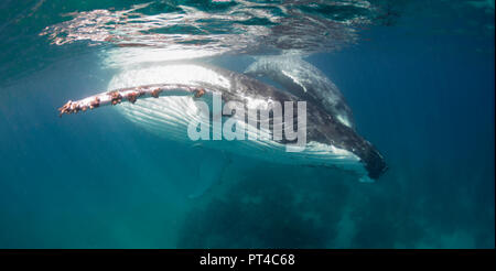 Humpback Whale e il suo polpaccio, Vava'u Tonga. Foto Stock