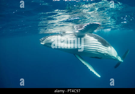 Humpback Whale vitello, Vava'u Tonga. Foto Stock