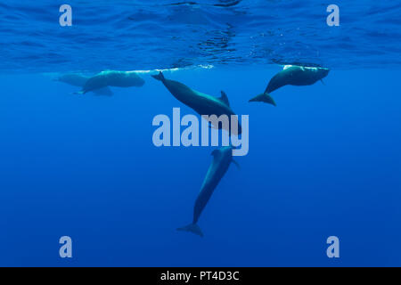 Breve alettato Balene Pilota, Oceano Indiano, Mauritius. Foto Stock