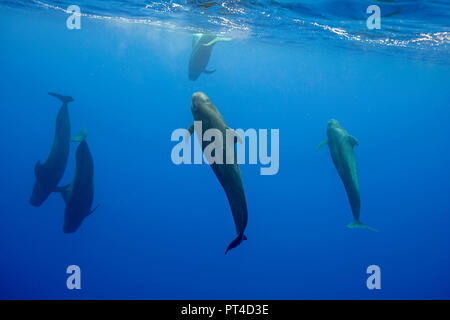 Breve alettato Balene Pilota, Oceano Indiano, Mauritius. Foto Stock