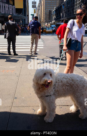 Un cane bianco e il suo proprietario sorridente sulla 8th Avenue a New York presso l'angolo con West 42nd Street in un posto molto soleggiato e caldo giorno d'estate Foto Stock