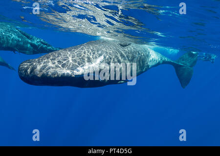 I capodogli socializzare, Oceano Indiano, Mauritius Foto Stock