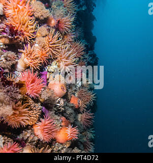 Acqua fredda di anemoni su una scogliera di corallo nelle regioni artiche Svalbard. Foto Stock