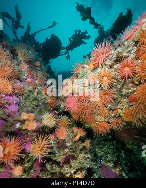 Acqua fredda di anemoni su una scogliera di corallo nelle regioni artiche Svalbard. Foto Stock