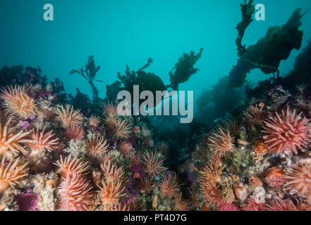 Acqua fredda di anemoni su una scogliera di corallo nelle regioni artiche Svalbard. Foto Stock