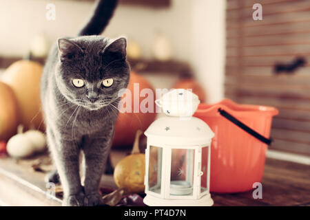 Meraviglioso gatto grigio in piedi su un tavolo con Halloween e in autunno le decorazioni a tema. Foto Stock