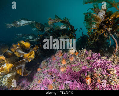 Acqua fredda di anemoni su una scogliera di corallo nelle regioni artiche Svalbard. Foto Stock