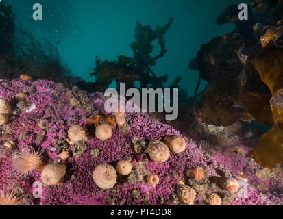 Acqua fredda di anemoni su una scogliera di corallo nelle regioni artiche Svalbard. Foto Stock