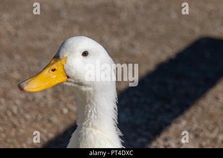 Close up ritratto di bianco grande Anatra di Pechino (Anas platyrhynchos domesticus) Foto Stock