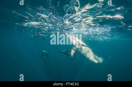 Delfini comuni alimentazione su un sardina esca ball durante la sardina run, lungo la costa orientale del Sud Africa. Foto Stock