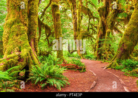 Hall di muschi nel Parco Nazionale di Olympic, Washington, Stati Uniti d'America. Foto Stock