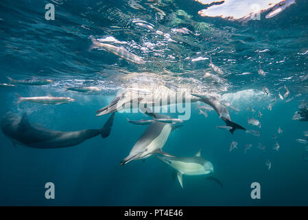 Delfini comuni alimentazione su un sardina esca ball durante la sardina run, lungo la costa orientale del Sud Africa. Foto Stock