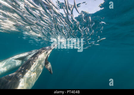 Delfini comuni alimentazione su un sardina esca ball durante la sardina run, lungo la costa orientale del Sud Africa. Foto Stock