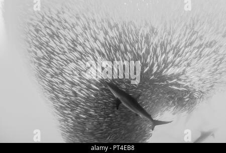 Bronze whaler alimentazione degli squali su una sardina esca ball durante la sardina eseguire al largo della costa orientale del Sud Africa. Foto Stock