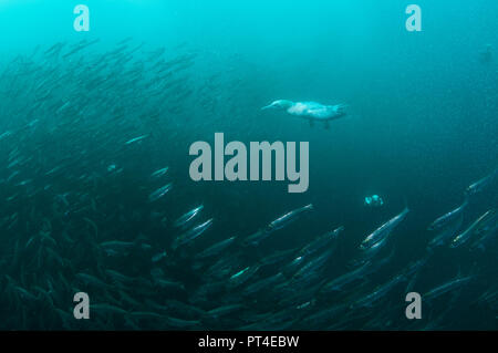 Cape sule alimentazione su un sardina esca ball durante la sardina eseguire al largo della costa orientale del Sud Africa. Foto Stock