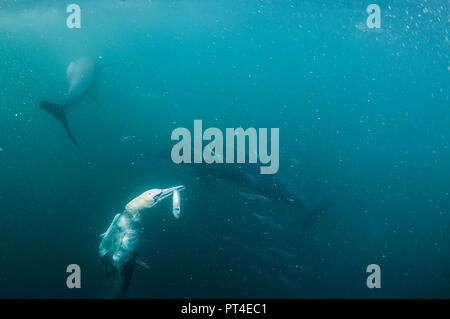 Cape sule alimentazione su un sardina esca ball durante la sardina eseguire al largo della costa orientale del Sud Africa. Foto Stock